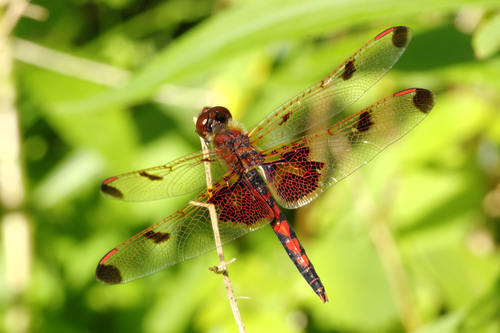 Calico Pennant