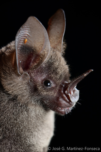 Lesser Spear-nosed Bat (Phyllostomus elongatus) · iNaturalist