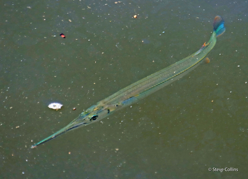 Redfin Needlefish