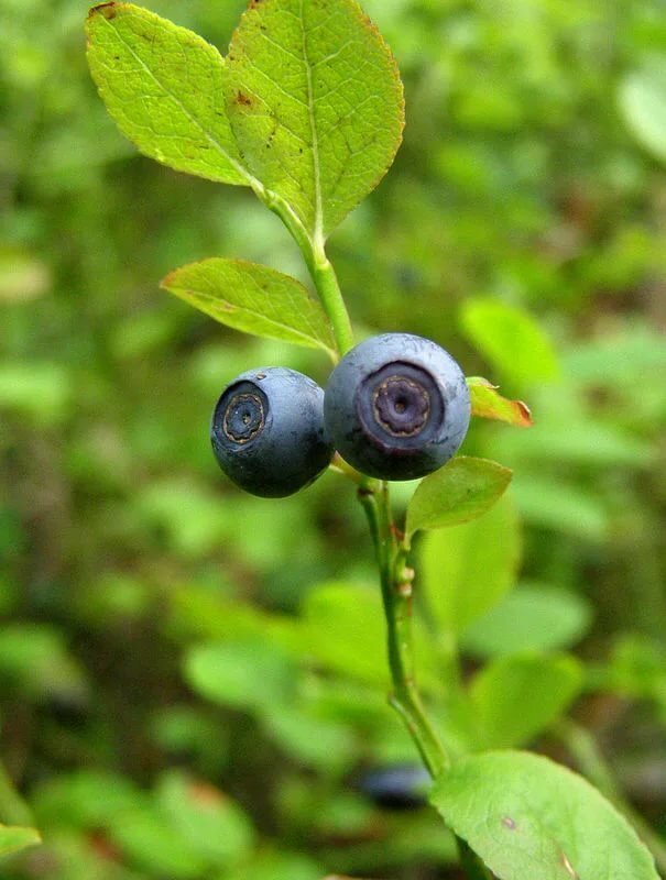 Vaccinium myrtillus