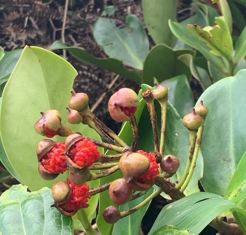 Schwartzia spiciflora