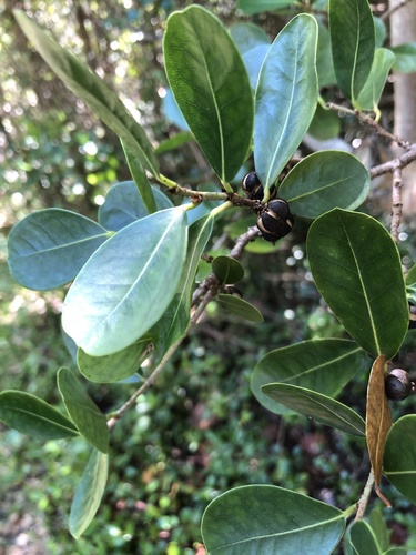 Bahama maidenbush (Savia bahamensis)