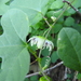 Passiflora zapalinamensis - Photo (c) arturoc, all rights reserved, uploaded by arturoc