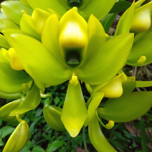 Cycnoches chlorochilon