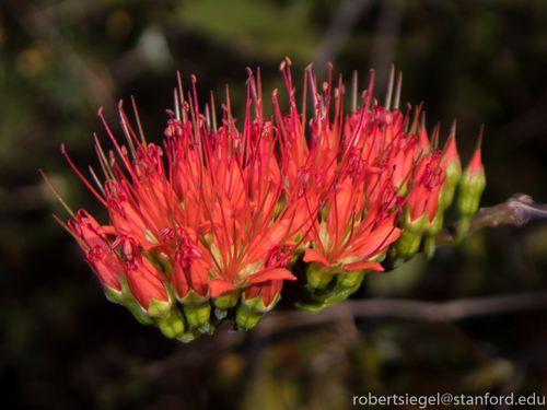 Combretum coccineum