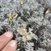 Astragalus miguelensis - Photo (c) Adam Taylor, כל הזכויות שמורות, uploaded by Adam Taylor