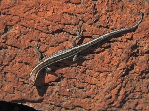 Elegant Snake-eyed Skink