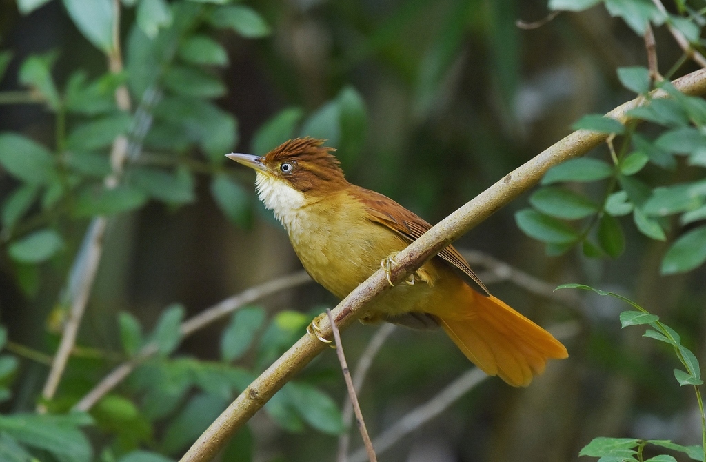 White-eyed Foliage-gleaner (Automolus leucophthalmus) photo