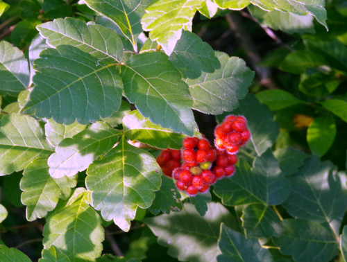 foglia di rhus aromatica