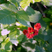 Rhus aromatica aromatica - Photo (c) castanea, all rights reserved, uploaded by castanea