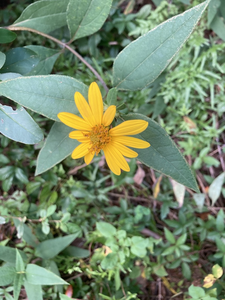 sunflowers from Sunnyland, Tallahassee, FL, US on August 6, 2020 at 11
