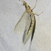 Giant Mayfly - Photo (c) Tristan Knight, all rights reserved