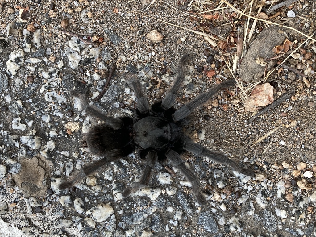 Johnny Cash Tarantula from Sequoia National Park, Three Rivers, CA, US