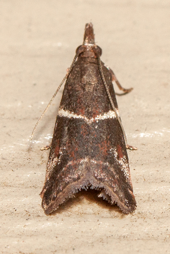 Crescent-winged Caudellia Moth