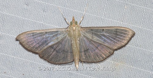 Pearl Grey Moth