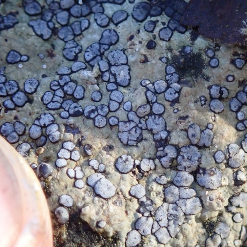 Smokey-eyed Boulder Lichen