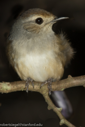 Madagascar Magpie-Robin