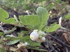 Creeping Snowberry - Photo (c) siadawn, all rights reserved