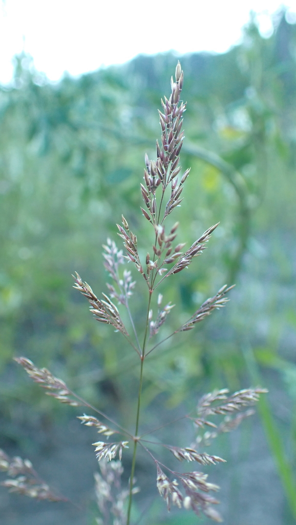 Illustration de Agrostis stolonifera L.
