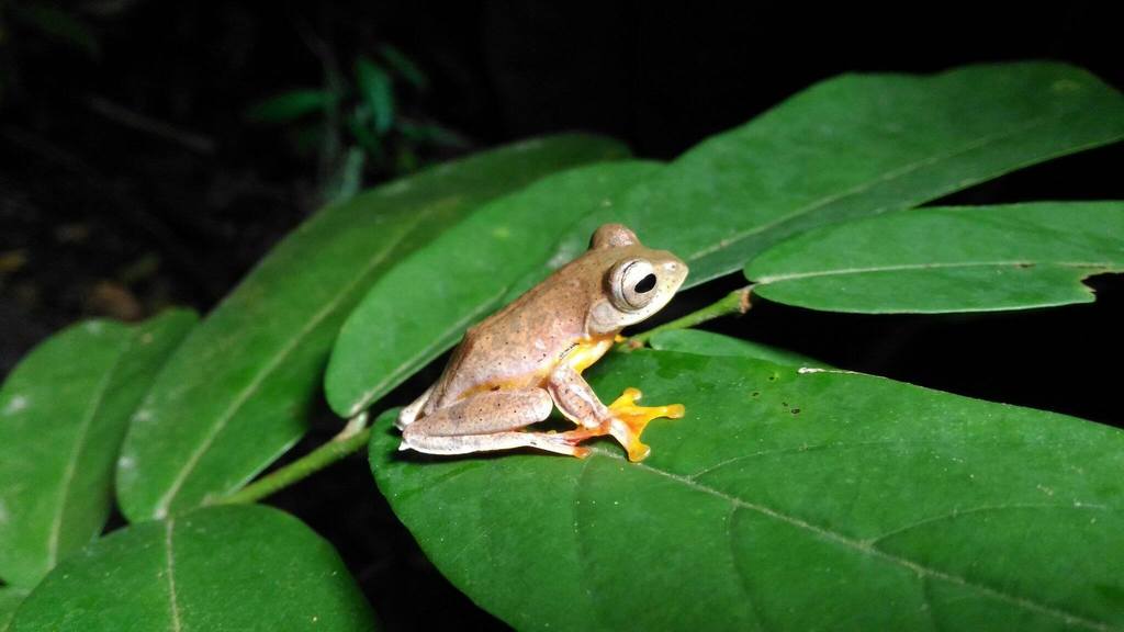 Red-webbed Treefrog in June 2017 by Siriwat Dangsri · iNaturalist