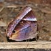 Mariposas Patas de Cepillo - Photo (c) lenachow, todos los derechos reservados, uploaded by lenachow