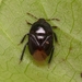 Chilocoris - Photo (c) WonGun Kim, כל הזכויות שמורות, הועלה על ידי WonGun Kim