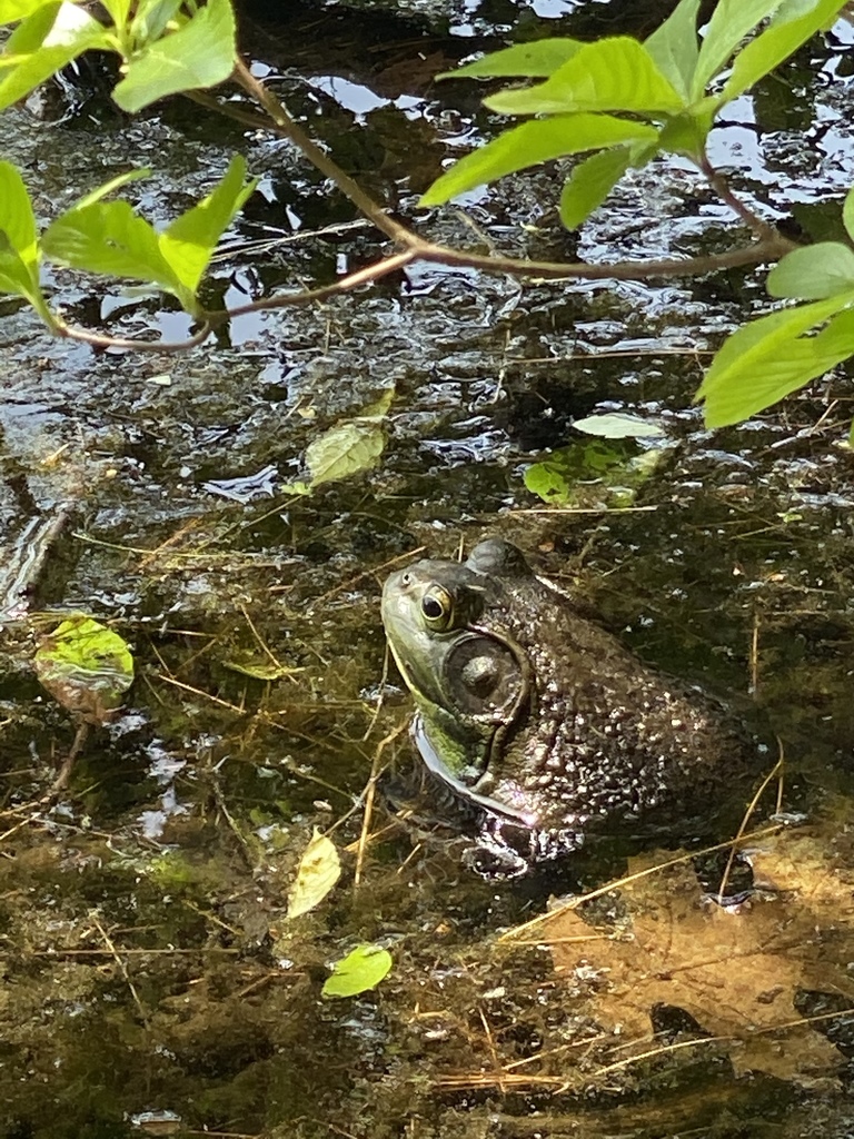 American Bullfrog from Southaven County Park, Yaphank, NY, US on June 4 ...