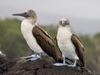 Galápagos Blue-footed Booby - Photo (c) Jan Hazevoet, all rights reserved, uploaded by Jan Hazevoet