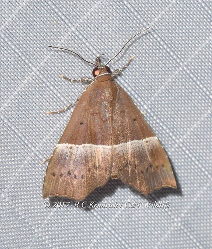 Catada vagalis