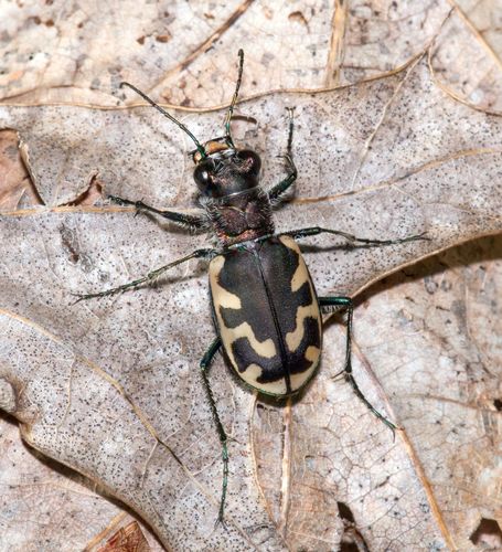 Big Sand Tiger Beetle