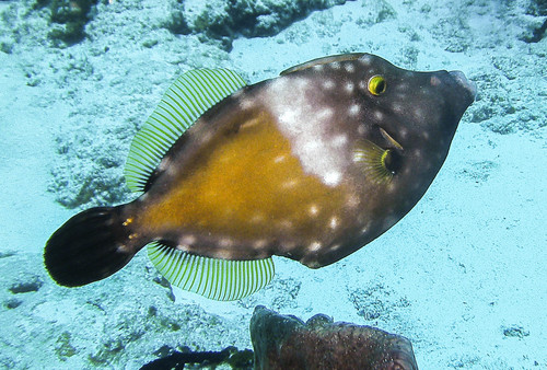 Whitespotted Filefish