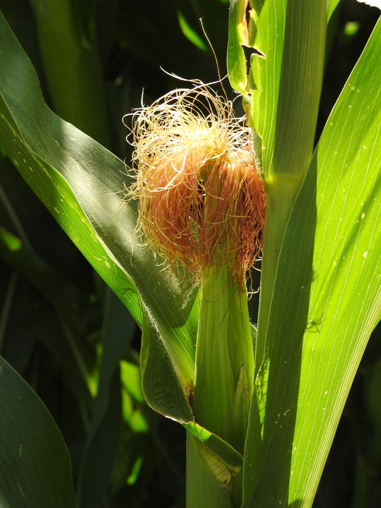 Zea mays