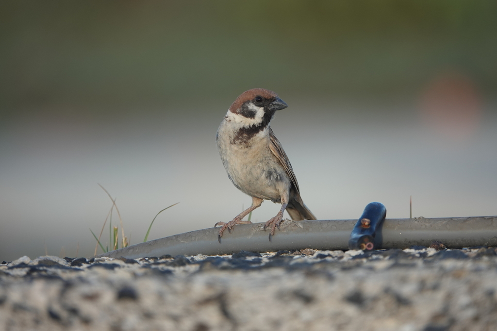 Subspecies Passer montanus saturatus · iNaturalist