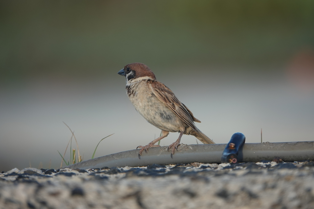Subspecies Passer montanus saturatus · iNaturalist
