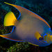 Queen Angelfish - Photo (c) Phil Garner, all rights reserved, uploaded by Phil Garner