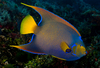 Queen Angelfish - Photo (c) Phil Garner, all rights reserved, uploaded by Phil Garner