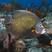 French Angelfish - Photo (c) Phil Garner, all rights reserved, uploaded by Phil Garner