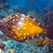 Whitespotted Filefish - Photo (c) Phil Garner, all rights reserved, uploaded by Phil Garner