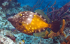 Whitespotted Filefish - Photo (c) Phil Garner, all rights reserved, uploaded by Phil Garner