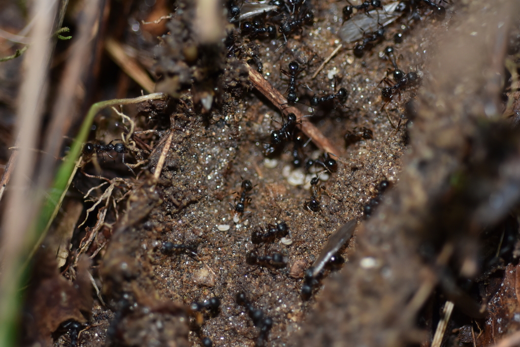 Pitch-black Collared Ant from Haywood County, NC, USA on August 6, 2020 ...