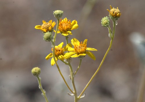 Bahiopsis reticulata (S.Watson) E.E.Schill. & Panero