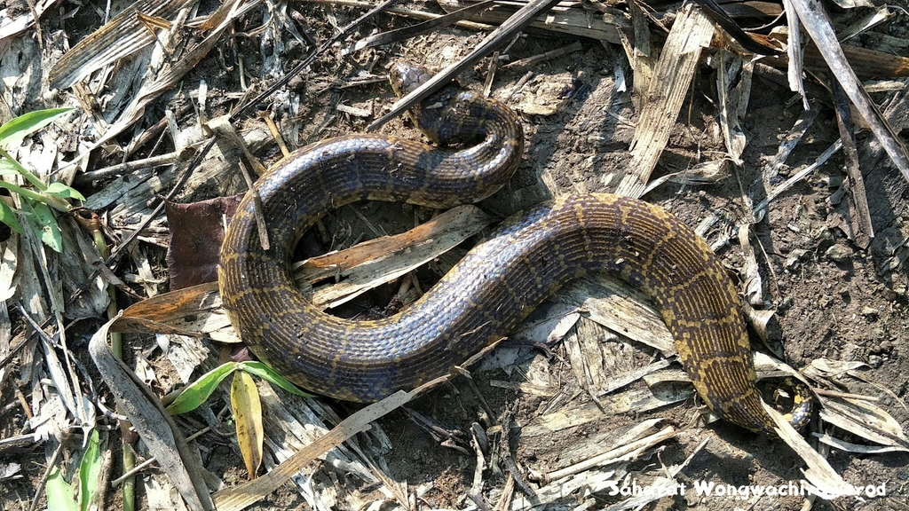 Bocourt's Water Snake from ตำบล คลองตะเกรา อำเภอท่าตะเกียบ ฉะเชิงเทรา