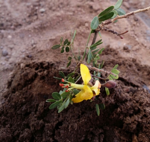 Erythrostemon palmeri
