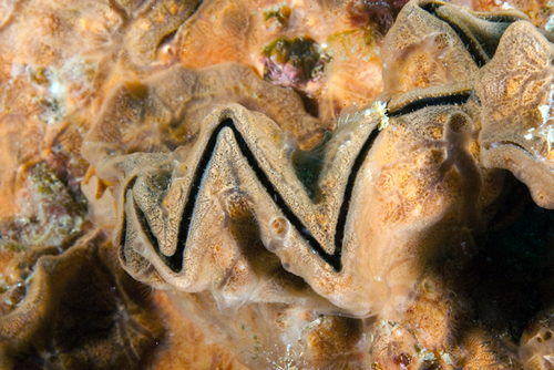 Cockscomb Oyster