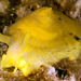 Yellow Umbrella Slug - Photo (c) Phil Garner, all rights reserved, uploaded by Phil Garner