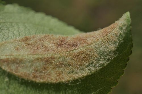 Aequsomatus annulatus