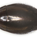 Dineutus ciliatus - Photo (c) Bill Hubick, todos los derechos reservados, subido por Bill Hubick