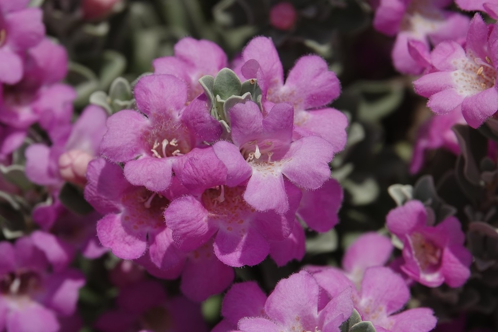 Leucophyllum frutescens — an easy houseplant, prefers full sun light