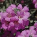 Leucophyllum frutescens - Photo (c) Tom Langschied, όλα τα δικαιώματα διατηρούνται, uploaded by Tom Langschied