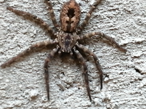 Lauricius